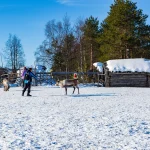 Sami village in Kiruna in Sweden. Lapland with reindeer and huts
